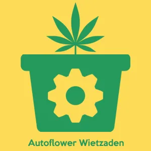 Autoflower Cannabis Samen
