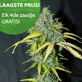 Amnesia Autoflower Cannabis Samen