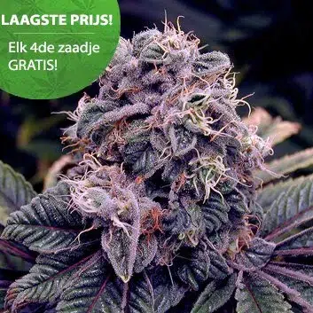 Cannabis Samen Blue berry wietzaden