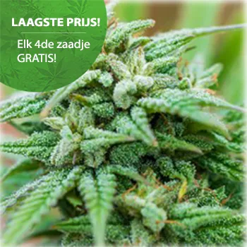 Cheese autoflower Cannabis Samen