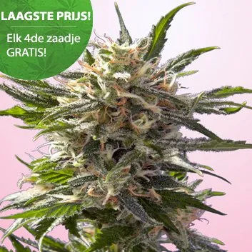 Crystal White Cannabis Samen