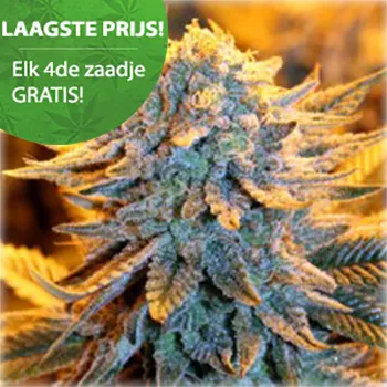 Dutch Lowrider Autoflower Cannabis Samen 1 Dutch Lowrider Autoflower Cannabis Samen