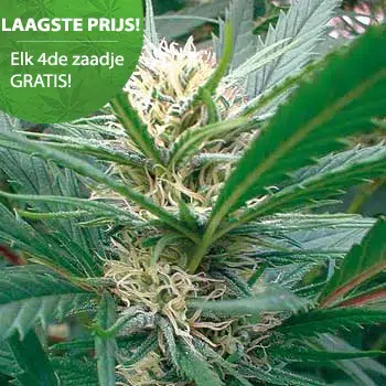 Early skunk Cannabis Samen Early skunk Cannabis Samen