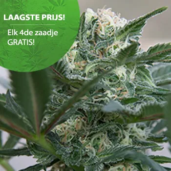 BELIEBTE CANNABIS SAMEN FÜR OUTDOOR-CANNABIS Hindu Kush Autoflower Cannabis Samen