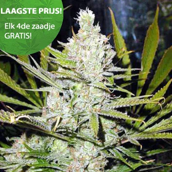 Northern Light Cannabis Samen Norhern light wiet