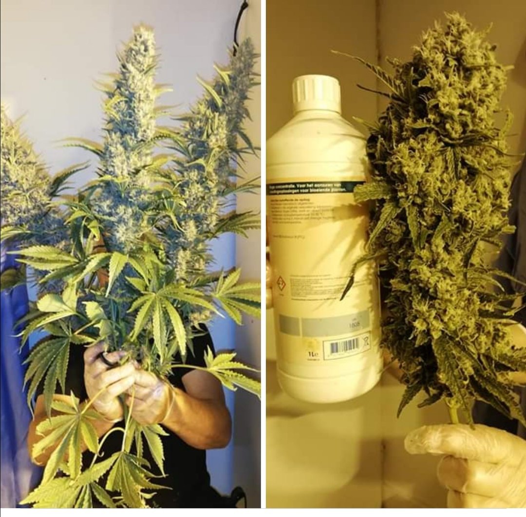 Power Plant Cannabis
