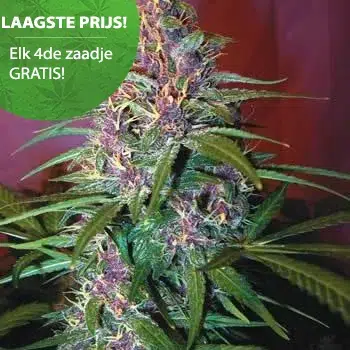 Top 5 Haze Sorten 4 Purple Haze Samen