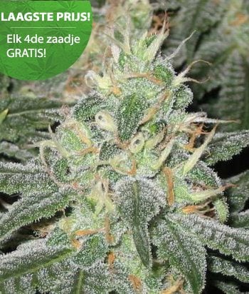 White Widow Cannabis Samen White widow wietzaden