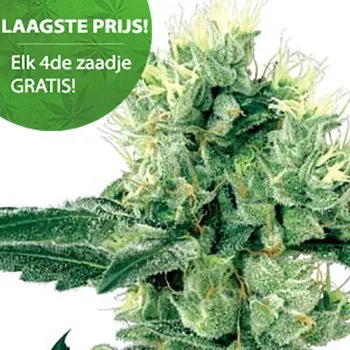 Haze anbauen Goedkope Amnesia haze zaden