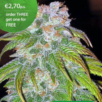 Big Bud Cannabis Samen