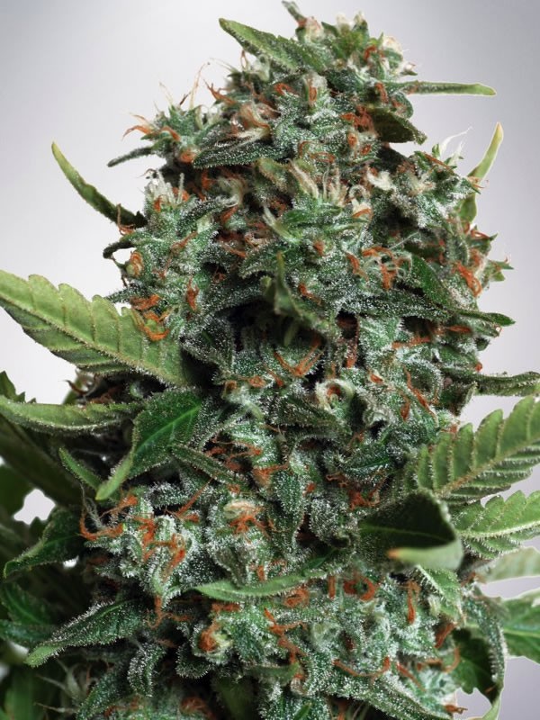 Big Bud Cannabis Samen Big Bud Cannabis Samen