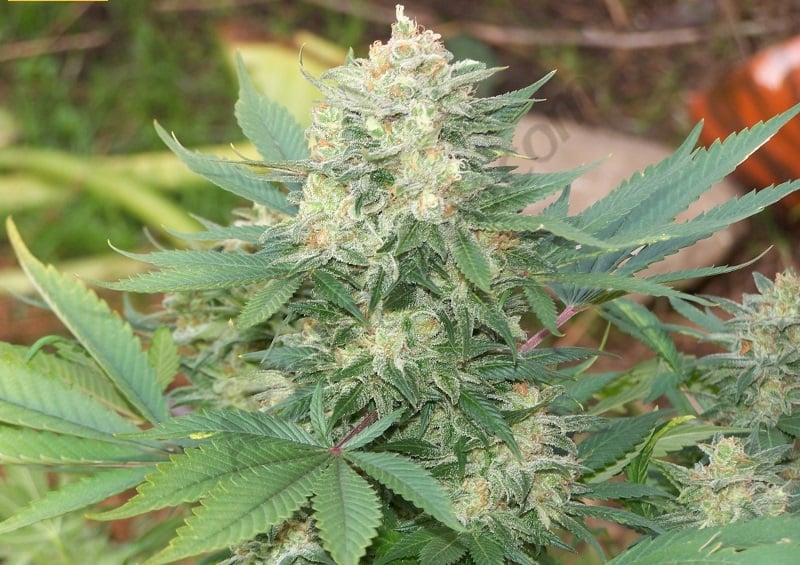 Big Bud Cannabis Samen Big Bud Cannabis Samen