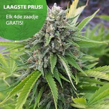 BELIEBTE CANNABIS SAMEN FÜR OUTDOOR-CANNABIS Bubblegum Cannabis Samen