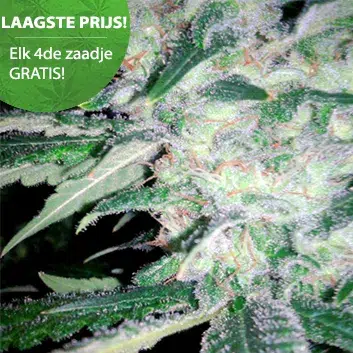 BELIEBTE CANNABIS SAMEN FÜR OUTDOOR-CANNABIS Mega Power Plant Cannabis Samen