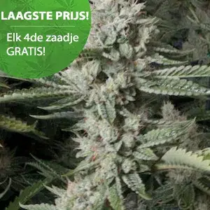 OG Kush Cannabis Samen OG Kush Cannabis Samen