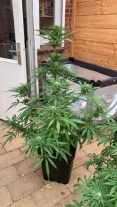 Silver haze