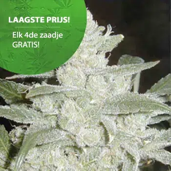 Haze anbauen Silver haze wietzaden