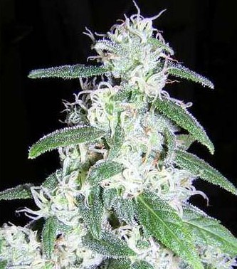 Schneewittchen Cannabis Samen Schneewittchen Cannabis