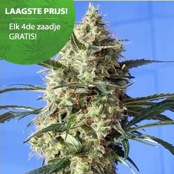 BELIEBTE CANNABIS SAMEN FÜR OUTDOOR-CANNABIS Schneewittchen Cannabis Samen