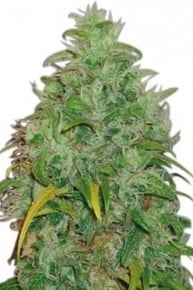 Super Skunk wietzaadjes