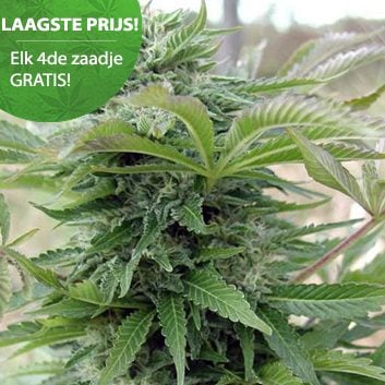Cannabis Samen für drinnen Afghaan wiet zaden