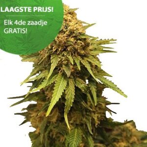 Cannabis Samen und Boden 5 Critical Cannabis Samen