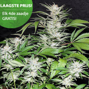Great White Shark Cannabis Samen Great White Shark Cannabis Samen - Wietzaden kopen - Voor buiten of binnen | 4 HALEN, 3 BETALEN