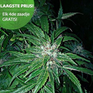 Hindu kush cannabis samen
