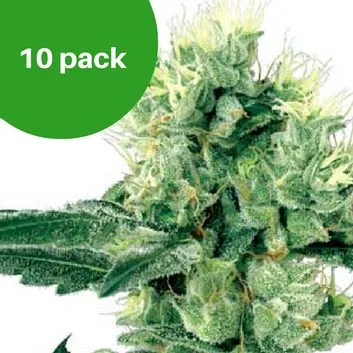 Amnesia White wietzaadjes 2 Amnesia white 10 pack