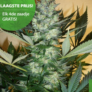 AK 47 Cannabis Samen