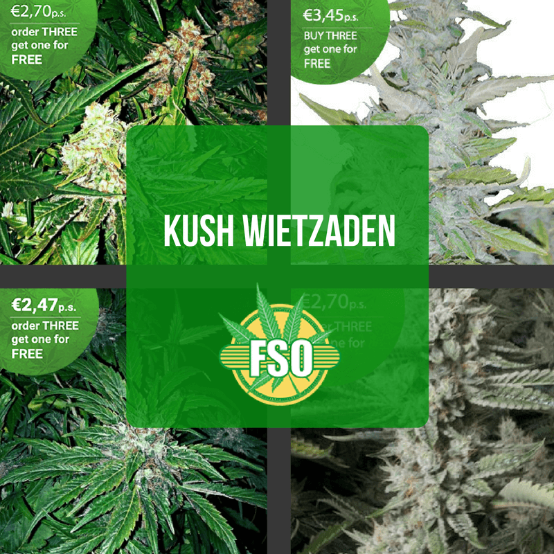 Kush Cannabis Samen Kush Cannabis Samen