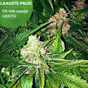 Master Kush Cannabis Samen Master Kush Cannabis Samen