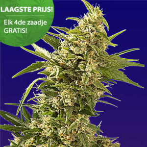 AK 47 Autoflower Cannabis Samen