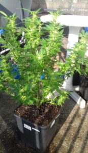 buiten wiet planten