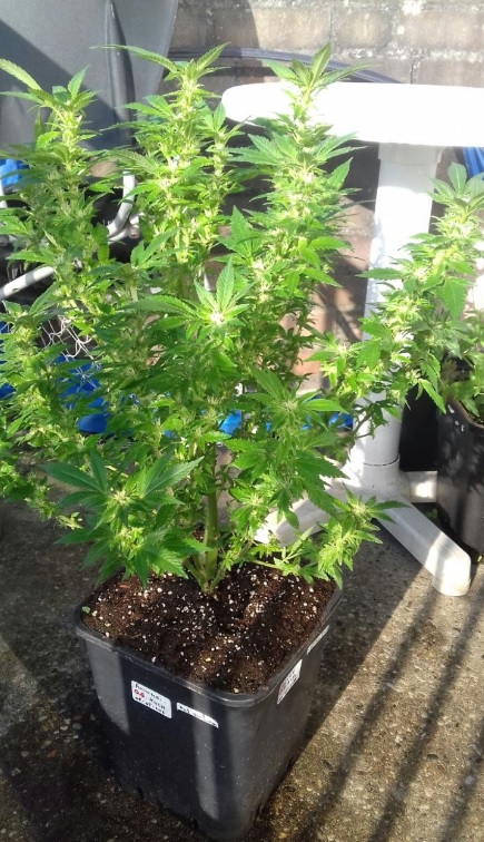 Cannabis Pflanzen Outdoor