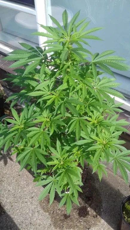 Cannabispflanze Outdoor in voller Sonne
