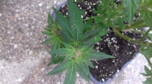 resultaat buiten wiet kweken