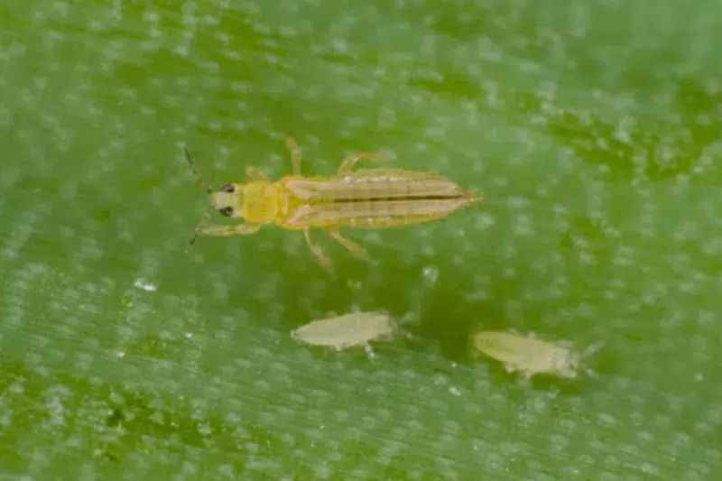 Thrips