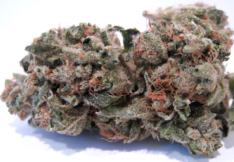 OG Kush Cannabis Samen OG Kush Cannabis Samen