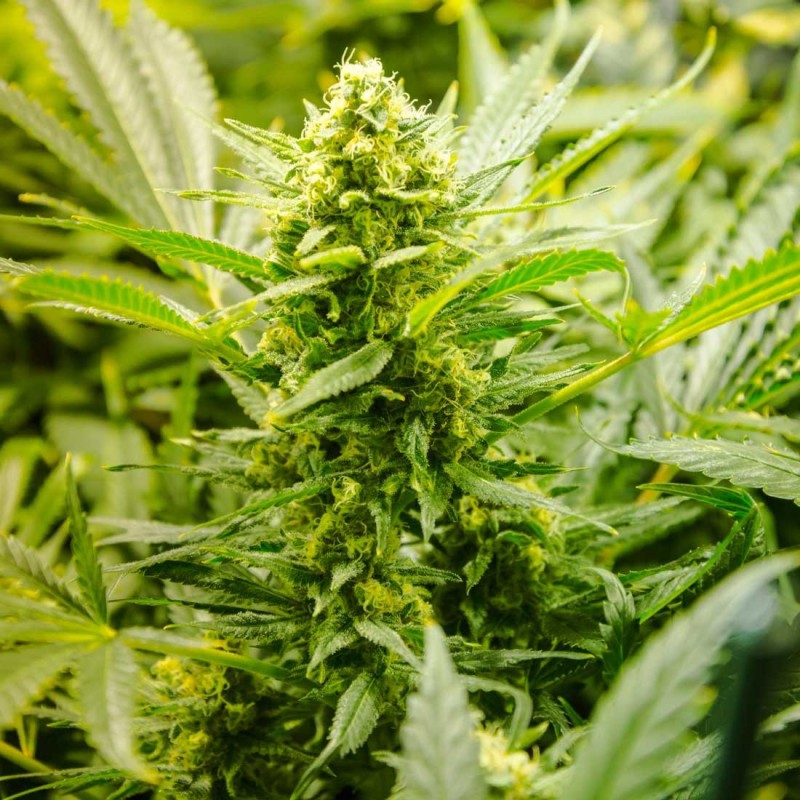 Dutch Lowrider Autoflower Cannabis Samen Dutch Lowrider Autoflower Cannabis Samen