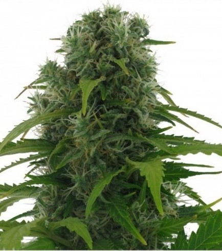 Northern Light Autoflower