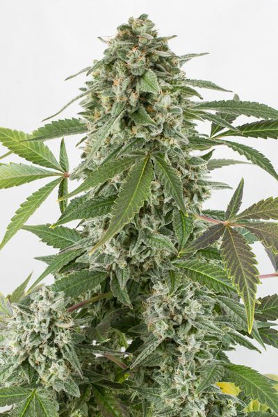 White Widow Autoflower White Widow Autoflower