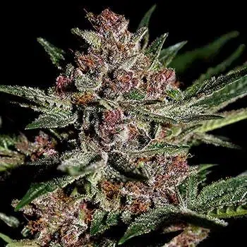 Bubba Kush Cannabis Samen