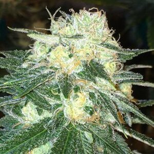 Cannabis anbauen für Anfänger 11 Chem Dawg Cannabis Samen