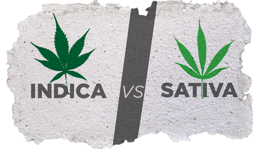 Indica und Sativa Cannabispflanze