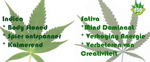 Unterschied zwischen Sativa und Indica 