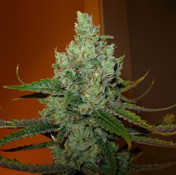 Top 5 Haze Sorten 2 Citrus Super Haze