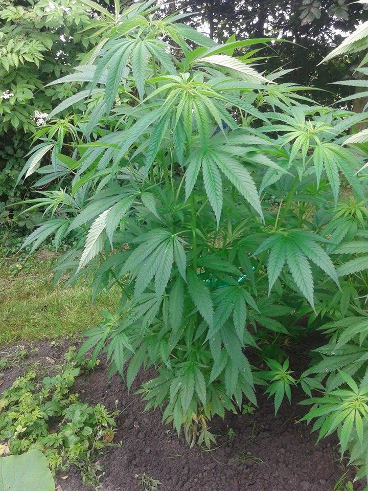 Outdoor Cannabis Anbau Tipps