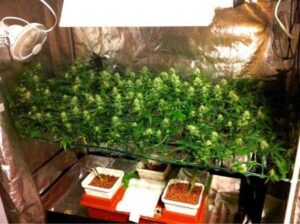 Beginnen mit cannabis kweken 1 Cannabis kweken met de SCROG-methode