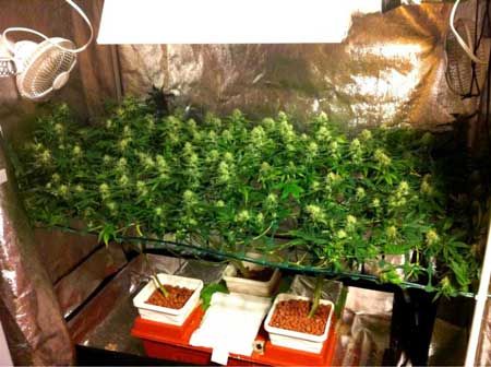 Cannabis Anbau mit SCROG Methode